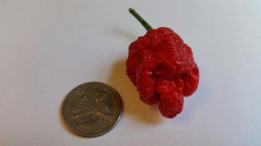 7 Pot Bubblegum - Seeds - The Pepper Pantry (Formerly Marie Sharp's)